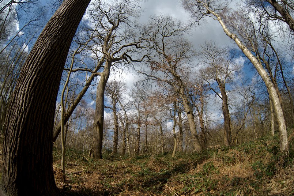 423 kent Shorne Woods Country Park 