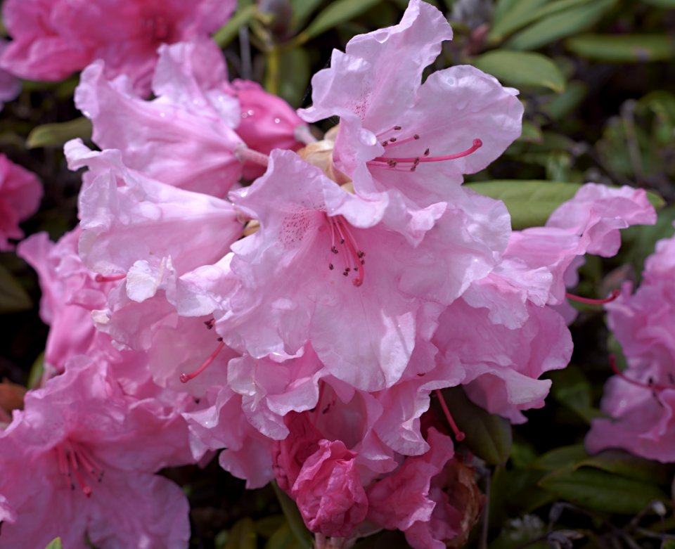 150 flowers Scotney Castle Rhododendron 