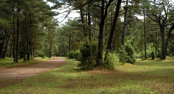 04 palanga Birutė Park 