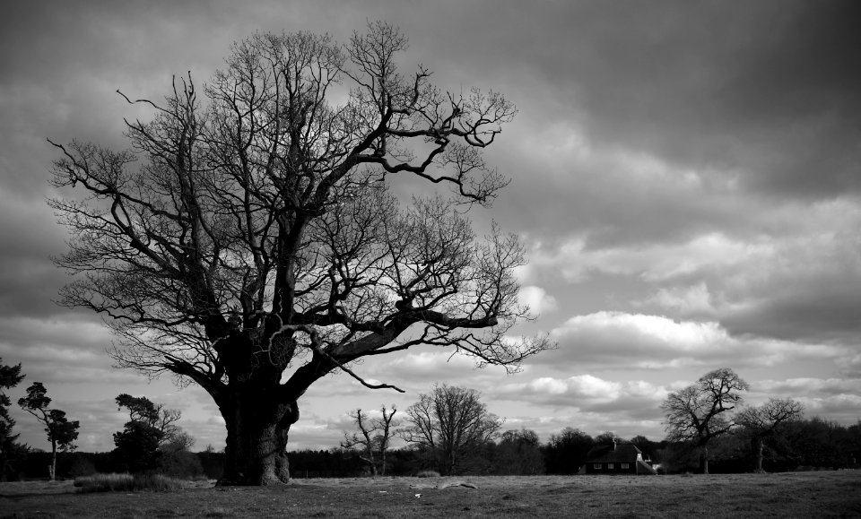 380 kent Knole Park photo