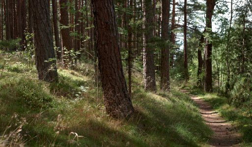 03 nida Curonian Spit Pines 