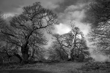 385 kent Shorne Woods Country Park 