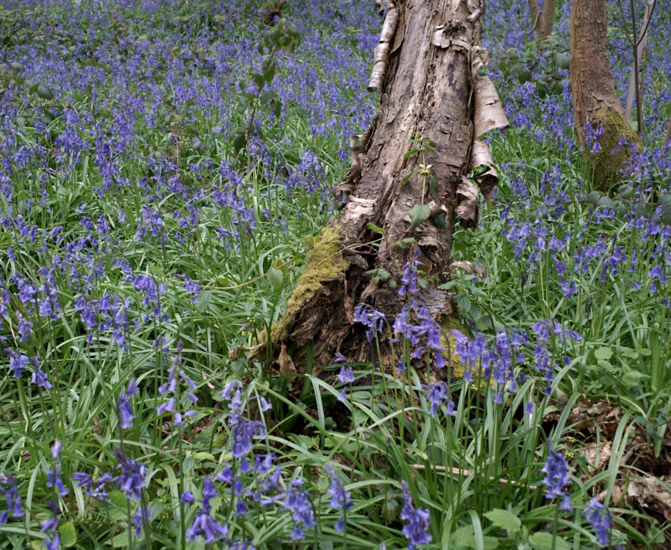 136 record Row Dow Wood Bluebells 