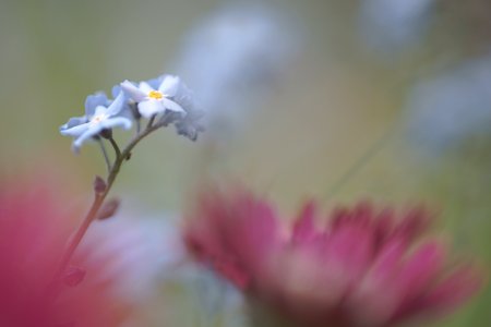 149 flowers Forget-me-not photo