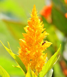 Blossom bloom plant