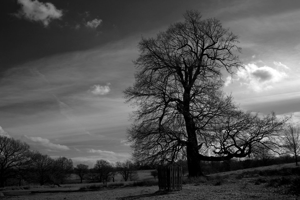 376 kent Knole Park photo