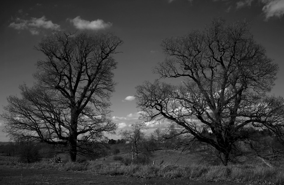 134 record Knole Park 