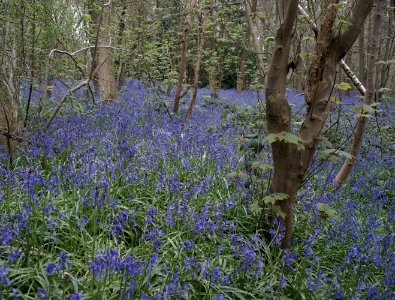 131 record Row Dow Wood Bluebells photo