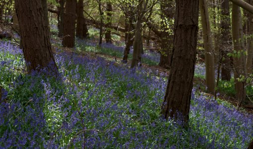 368 kent Row Dow Wood Bluebells 