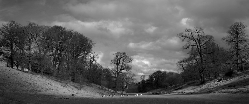 365 kent Knole Park photo