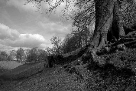 369 kent Knole Park photo