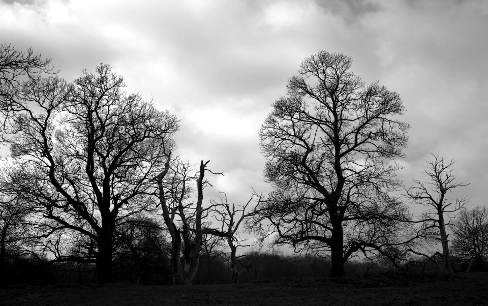 129 record Shorne Woods Country Park 