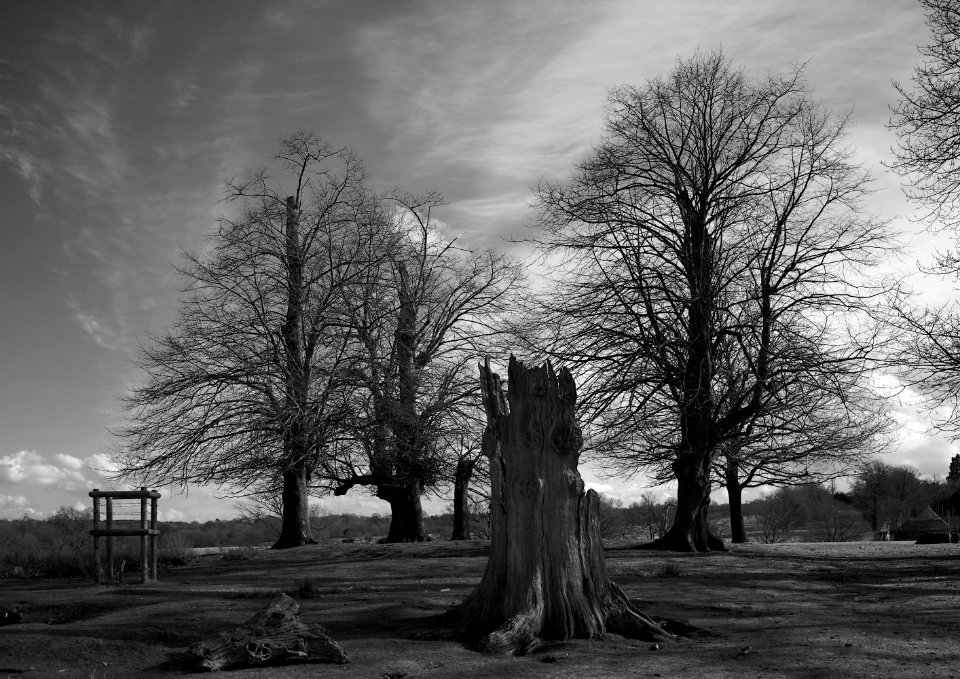 361 kent Knole Park photo