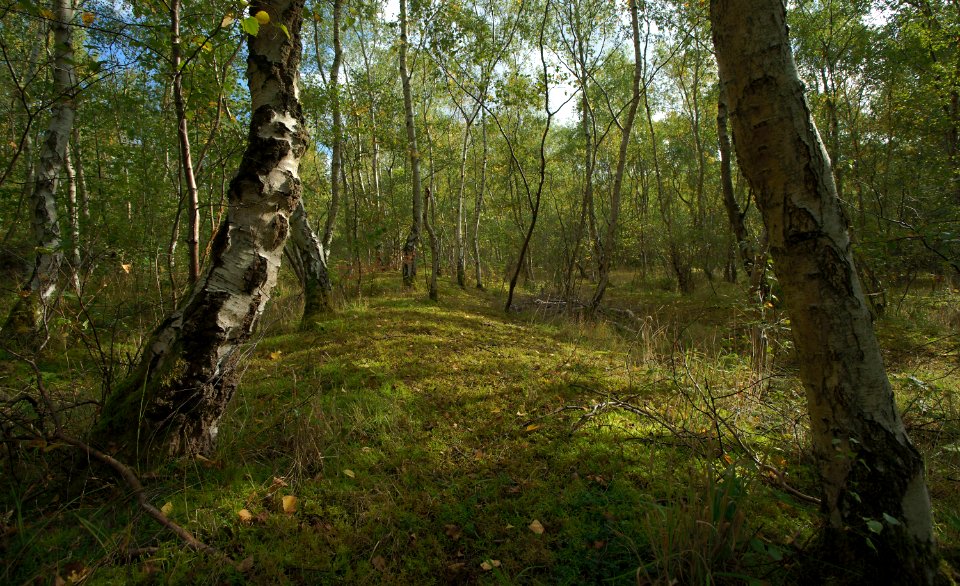 331 kent Beacon Hill Country Park 
