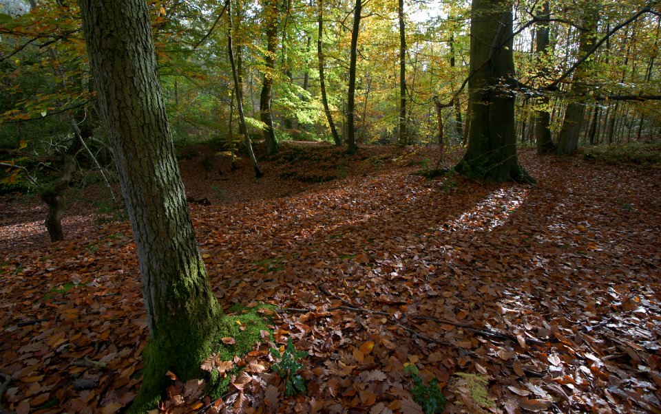 332 kent Fish Ponds Wood 
