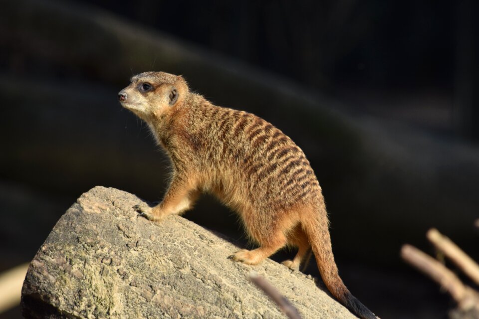Mammal curious vigilant