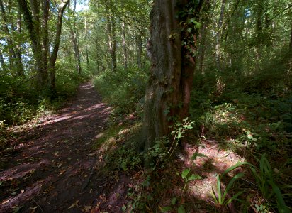 319 kent Beacon Wood Country Park 