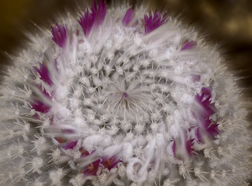 147 flowers Cactus Art photo