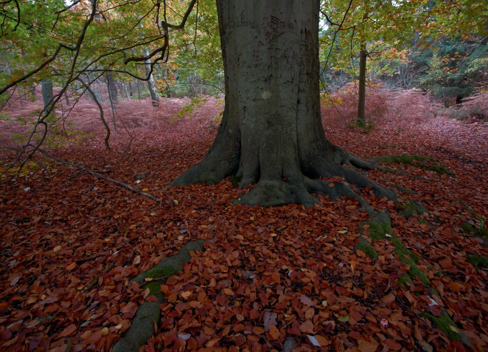 354 kent Fish Ponds Wood 
