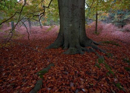 354 kent Fish Ponds Wood photo