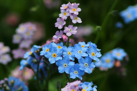 Summer bloom blue flower