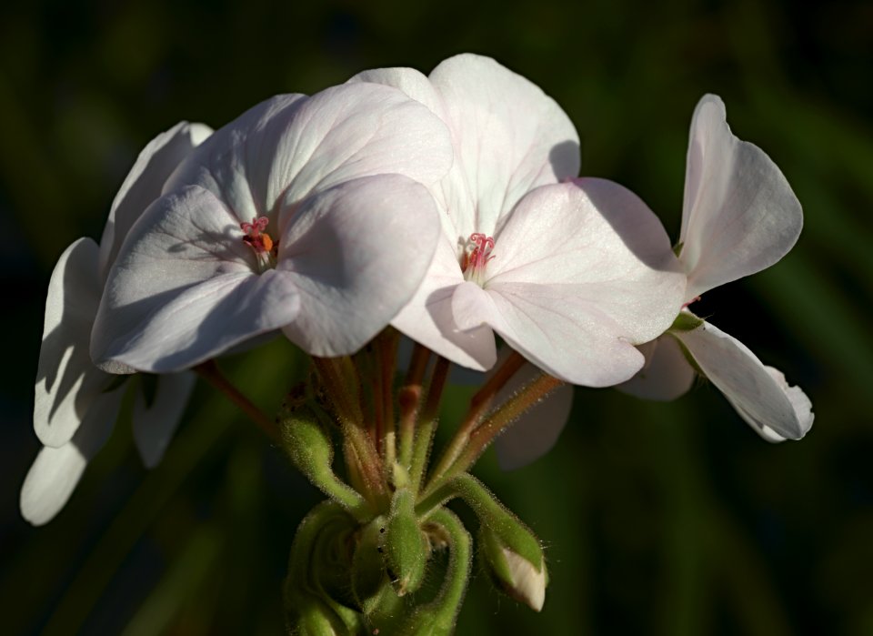 144 flowers Hall Place Hothouse 