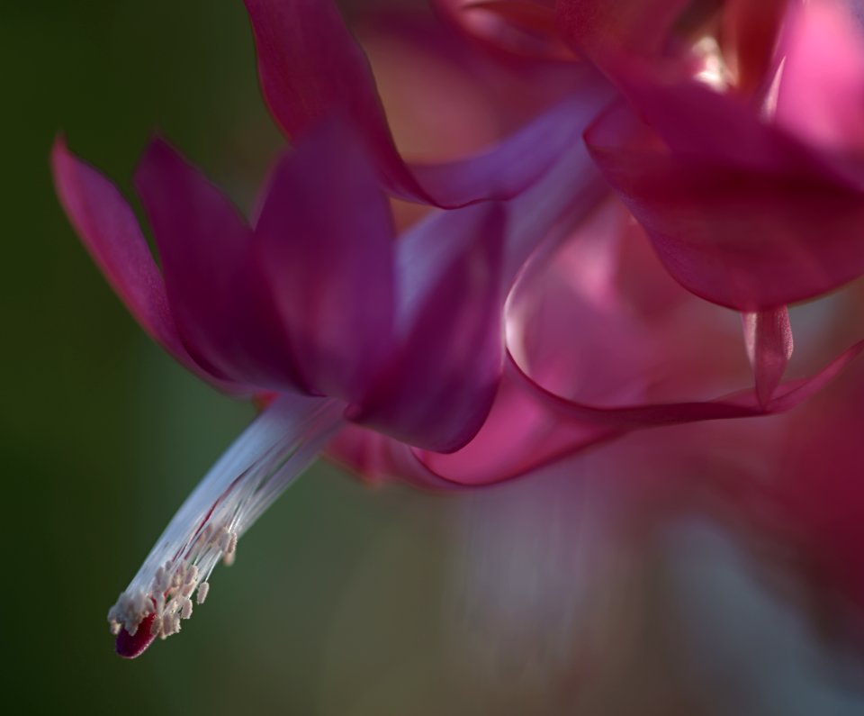 145 flowers Christmas Cactus 
