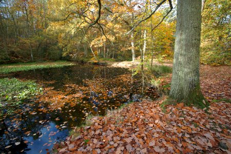 347 kent Fish Ponds Wood photo