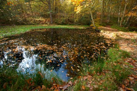 344 kent Fish Ponds Wood photo