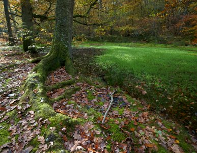 339 kent Fish Ponds Wood photo