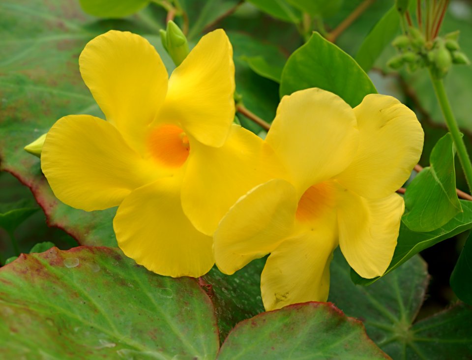 141 flowers Hall Place Hothouse 