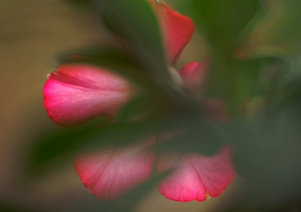 140 flowers Desert Rose 