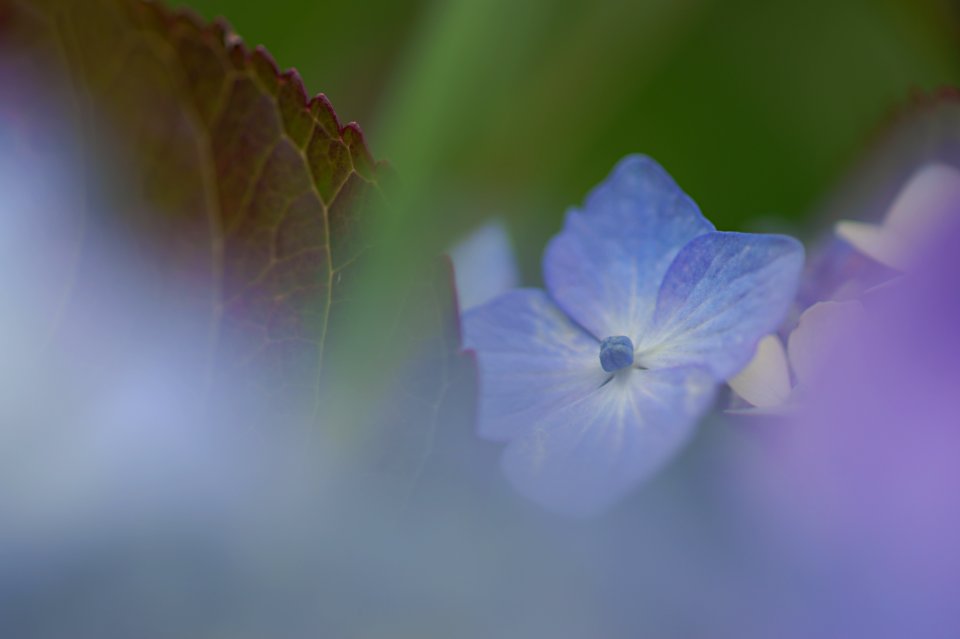 136 flowers Hydrangea photo