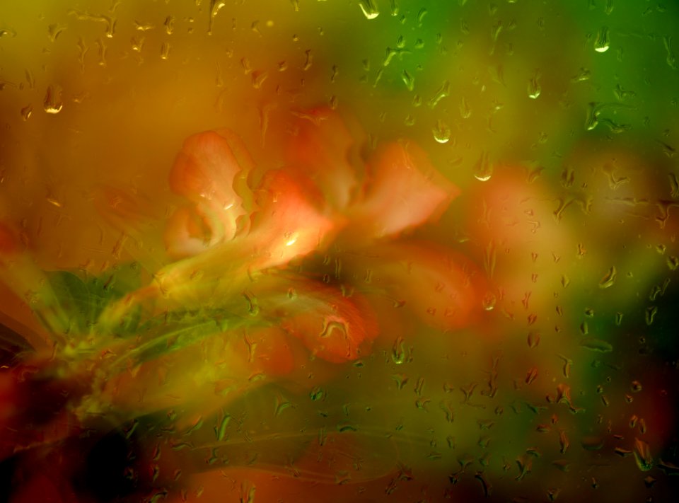 135 flowers Rock Rose Art 