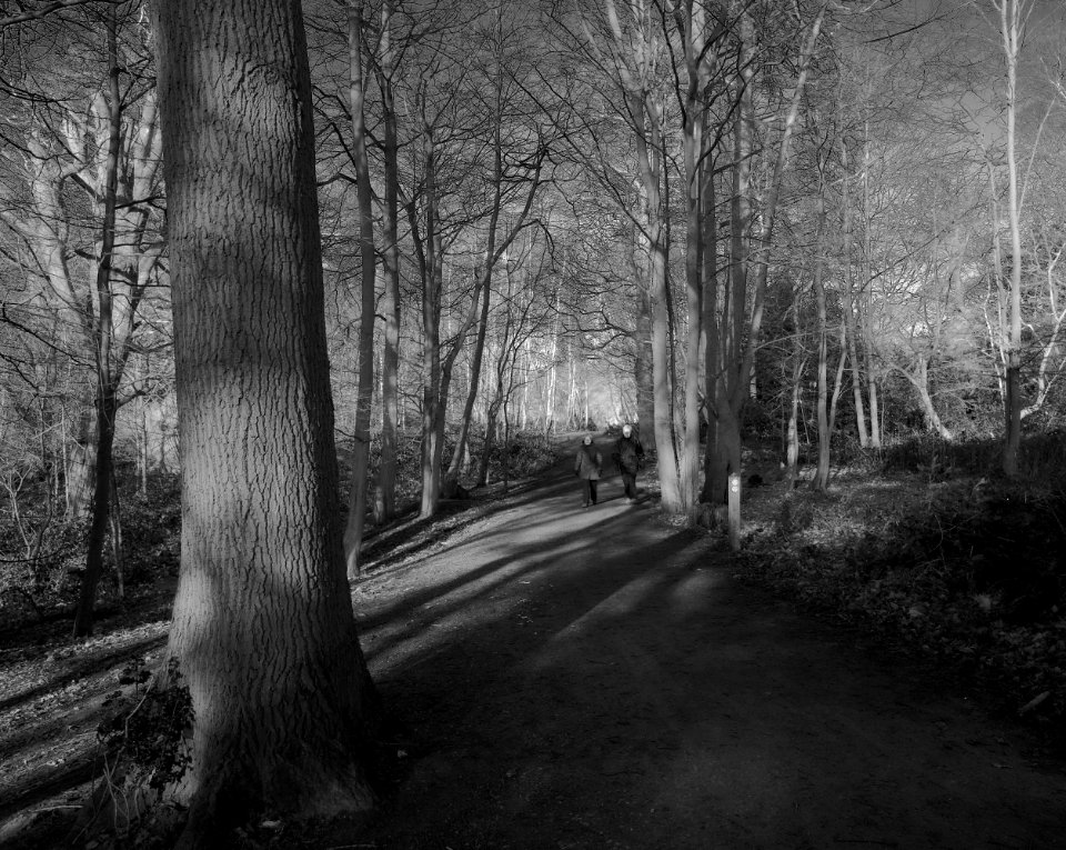 288 kent Shorne Woods Country Park 