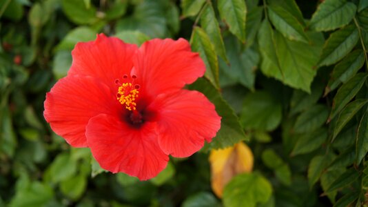 Summer chinese hibiscus chinese rose photo