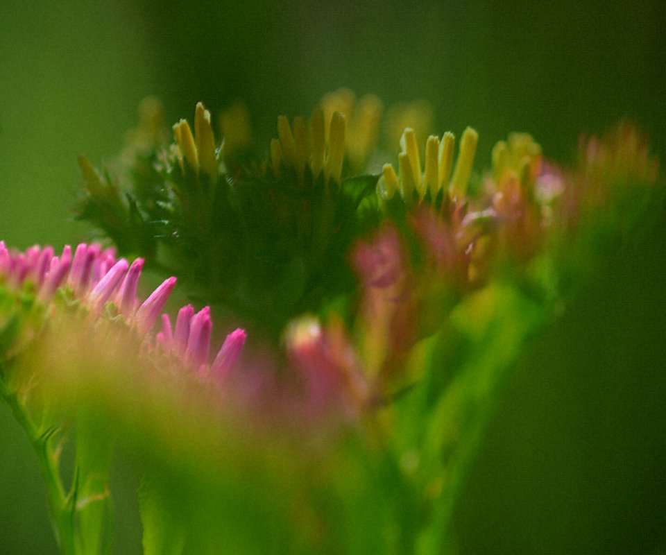 134 flowers Sea Lavender Art 