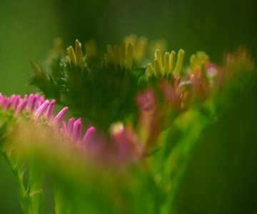 134 flowers Sea Lavender Art 
