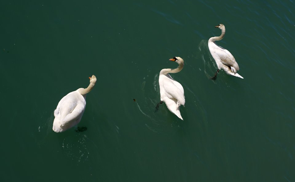 160 sussex Swan Ballet 