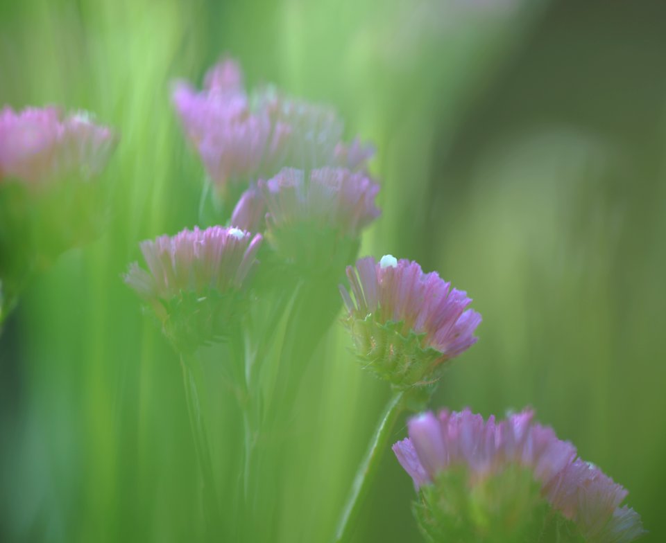 132 kent Sea Lavender 
