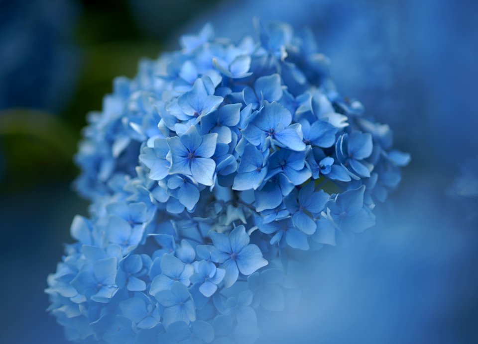 131 flowers Hydrangea 