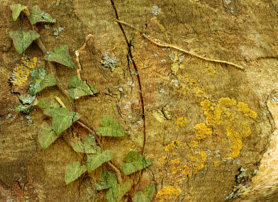 126 leaves etc. Plant Art 