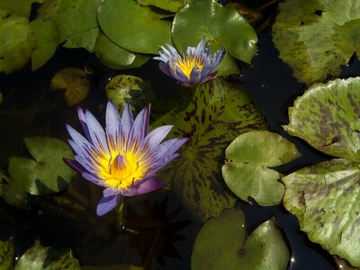Lotus basin water plants bua ban