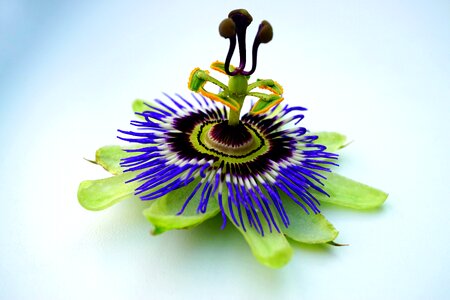 Botanical flora green