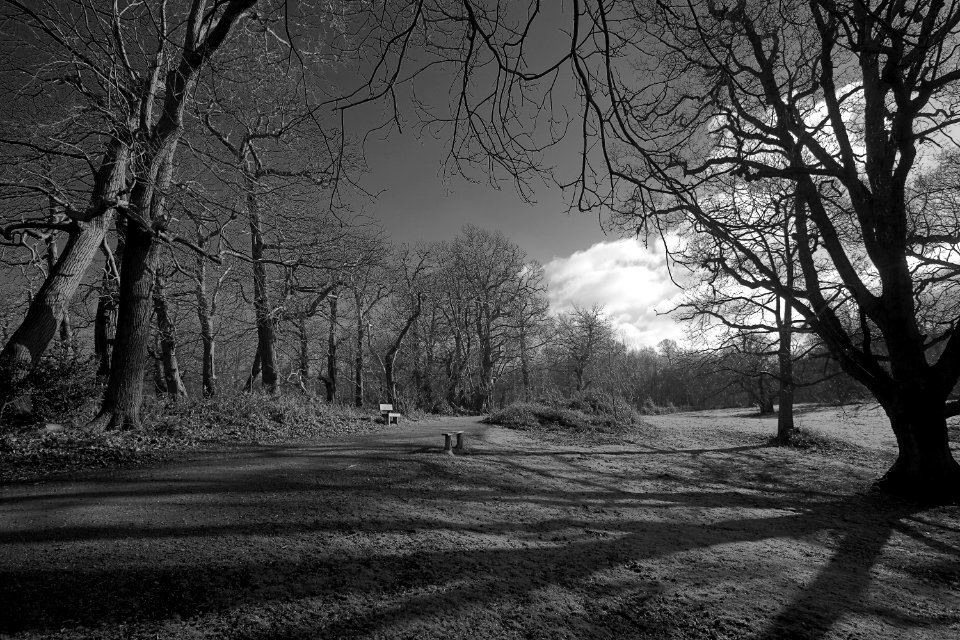 254 kent Shorne Woods Country Park 