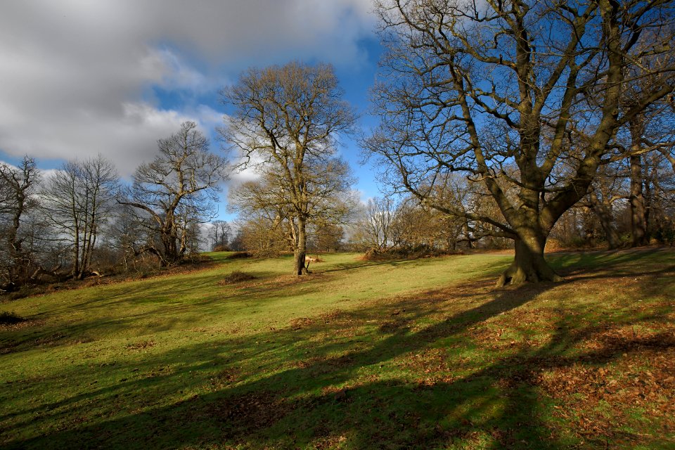 255 kent Shorne Woods Country Park 