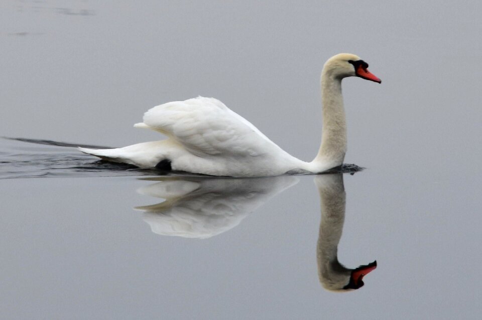 Swans be white swan