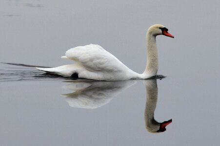 Swans be white swan photo