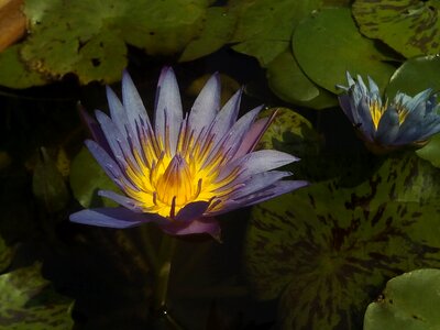 Lotus basin water plants bua ban
