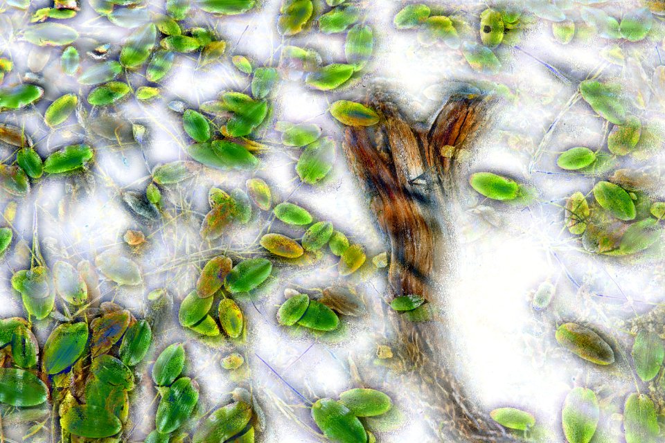 230 vilnius Leaf Art v 1 
